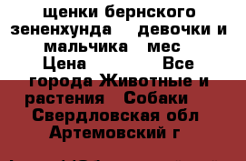 щенки бернского зененхунда. 2 девочки и 2 мальчика(2 мес.) › Цена ­ 22 000 - Все города Животные и растения » Собаки   . Свердловская обл.,Артемовский г.